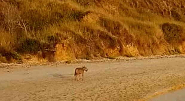 Vasto, aggressioni sul lungomare: task force per catturare il lupo che attacca i turisti
