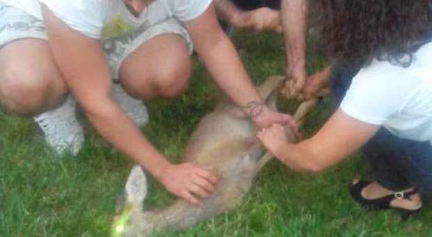Tolentino, "Bambi" resta intrappolato per fuggire da un cane: salvato