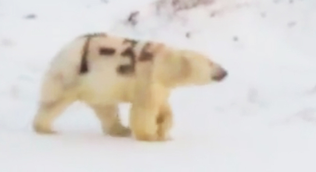 Il misterioso orso polare con la scritta "T-34" sul corpo: il video fa discutere