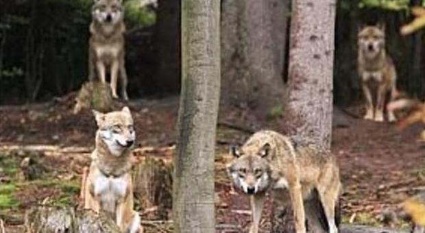 Force, nuovi attacchi alle greggi di un branco di lupi ​vicino alla Statale