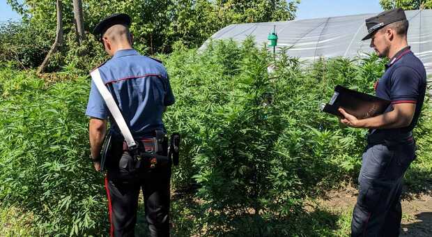 Imprenditore agricolo arrestato: nel campo coltivava 200 piante di marijuana