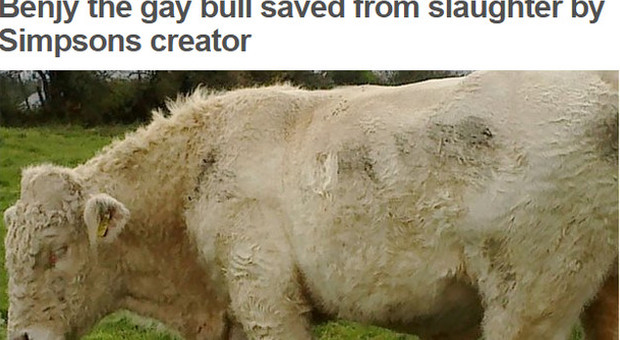 Benjy, il toro "gay", salvato dal creatore dei Simpson