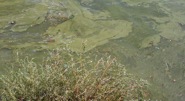 Alga tossica a Torre Canne e Forcatella, l'Asl: "Evitate la balneazione"