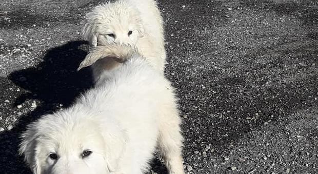 Orrore a Piglio, la denuncia: «Due cuccioli di maremmano affogati in un fontanile»