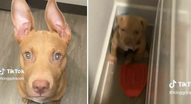 Cucciolo di pitbull impaurito viene adottato dalla nuova famiglia: il video della prima notte è commovente (perché gli manca la mamma)
