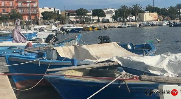 Ricci di mare, vietata la pesca in Puglia. In giro tra pescherie e ristoranti: "Giusto così, ma ora costeranno quanto le aragoste". Il videoservizio