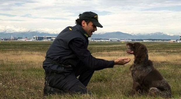 Ciao Lucas, a Malpensa va in pensione il cane dal fiuto record: ha scoperto 450 chili di droga - Guarda