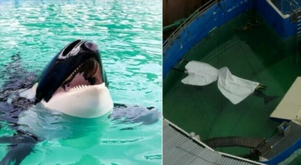 Morta l'orca Lolita, dopo circa 50 anni da prigioniera in un acquario: stava per essere rimessa in libertà