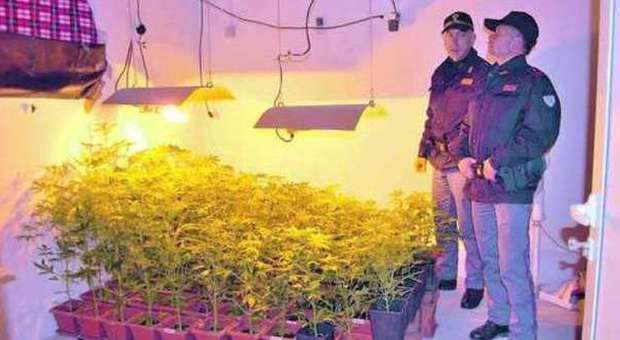 Droga: piantagione di cannabis in casa odontotecnico arrestato a Pescara