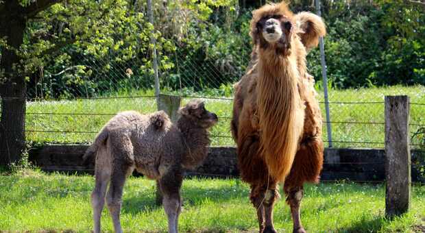 Benvenuta Alessandra: è nata una tenera femmina di cammello al Parco Zoo di Falconara