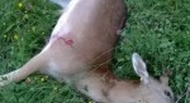 Cervo ucciso a fucilate, una mandria di bovini veglia il cadavere