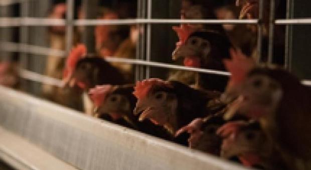 Diecimila galline morte di caldo in un allevamento, si era rotto l'impianto di aerazione