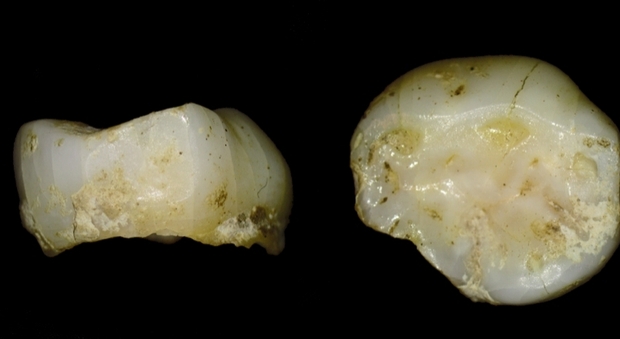 Pradis, ritrovato un dente che risale a 14 mila anni fa