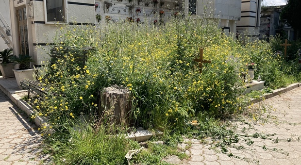 Napoli, tombe nascoste dalle erbacce: degrado nel cimitero di Ponticelli