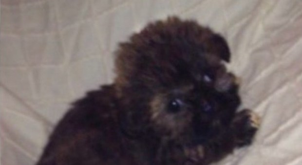 Il cucciolo comprato sul web è malato e muore tre giorni dopo: "Il venditore è sparito"