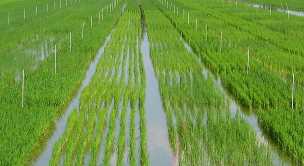 Caduta del prezzo del riso, il Governo chiede l'intervento della commissione europea