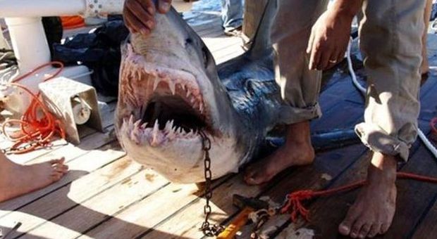 Ostia, catturato uno squalo mako: scatta l'allarme su tutto il litorale