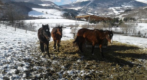 I cavalli dell'allevamento Liberti nelle zone terremotate delle Marche