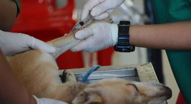Padrona non ha soldi per pagare veterinario, cane muore per torsione gastrica. «Eravamo stati compagni di vita per 13 anni»
