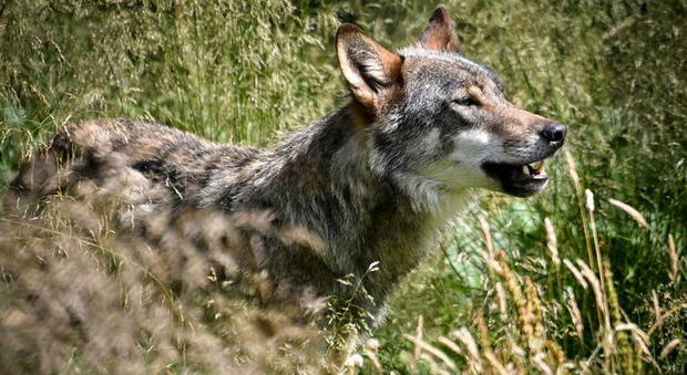 Un lupo fotografato in Italia