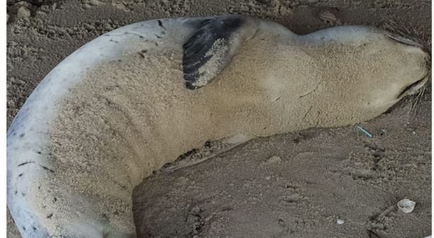 Il cucciolo di foca arrivato nel Salento è morto