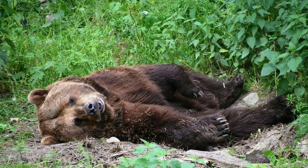 L'orso ucciso nove anni fa. Nel 2014 uccise un orso, pignorata la pensione all'ex cantoniere