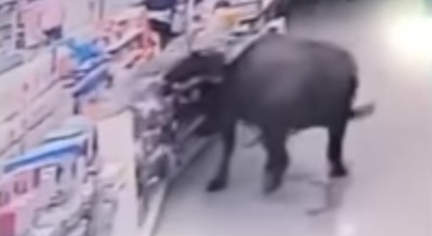 Cina, bufalo incorna una donna nel supermercato