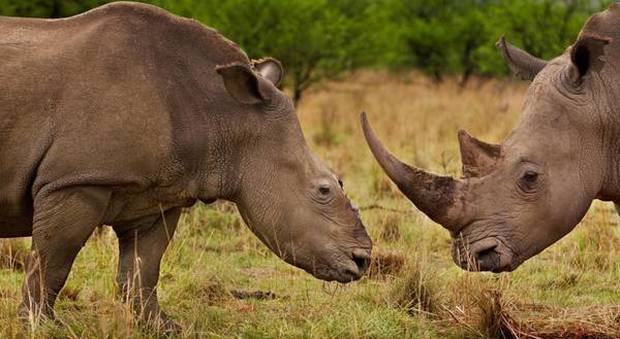 Sudafrica, al via la prima asta online di corna di rinoceronte
