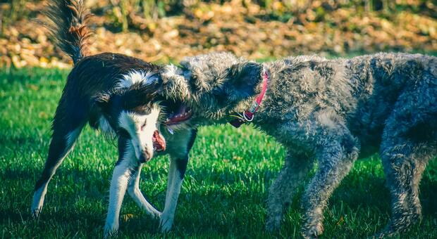 Cani aggressivi, a Treviso 400 euro di multa a chi non segue dei corsi per addomesticarli (foto Pexels)