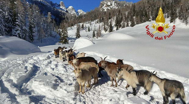 La neve seppellisce tutto: capre e mucche isolate senza cibo. Il foraggio arriva in elicottero