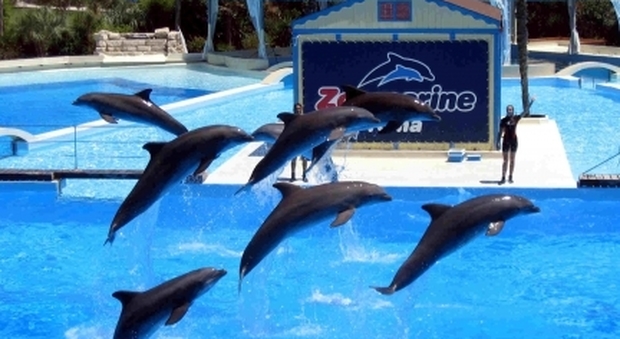 Accuse ai delfini di Zoomarine: «Quei pesci dovrebbero essere più simpatici», l'incredibile recensione su TripAdvisor