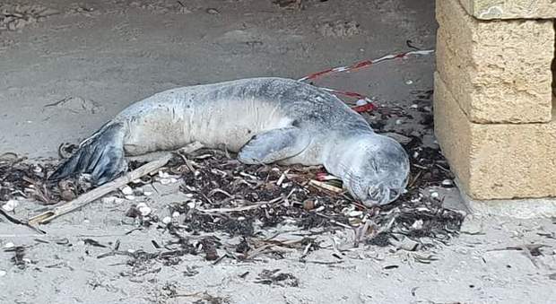 Il cucciolo di foca monaca morto stamattina. (Immagine pubblicata da Ispra)