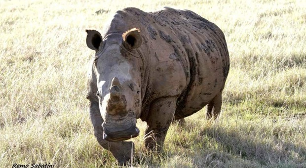 Un rinoceronte selvaggio (immag repertorio Remo Sabatini)