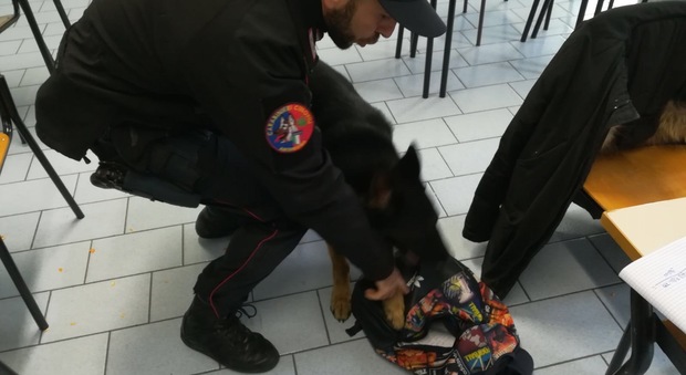Senigallia, carabinieri coi cani a scuola Sorpresa a nascondere droga in bagno