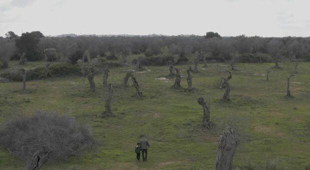 Xylella, adotta (a distanza) un albero di ulivo per ricostruire il paesaggio del Salento. Nasce il progetto "Olivami"