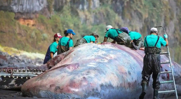 Tesoro da 500mila euro trovato nella pancia di una balena alle Canarie: si tratta di ambra grigia