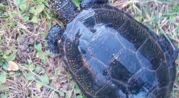 La tartaruga trovata sul Piave a Belluno. Un raro esemplare di Emys Orbicularis