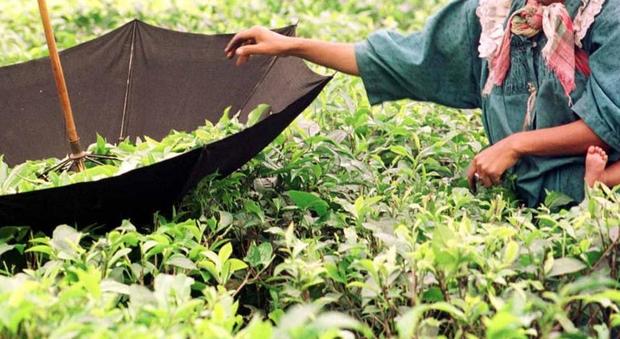 Il meteo scatena la guerra del tè di alta qualità: ora il Nepal insidia l'India
