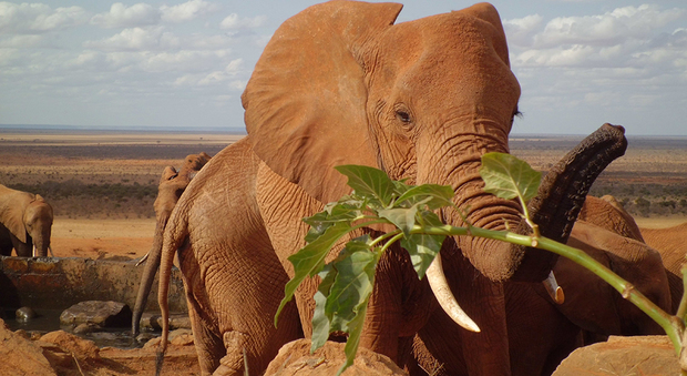 Turista italiano morto durante un safari: schiacciato da un elefante per scattare una foto