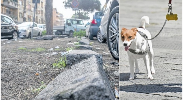 Polpette avvelenate, paura per i cani di Ostia. «Lanciate nellle aiuole da un’auto in corsa»