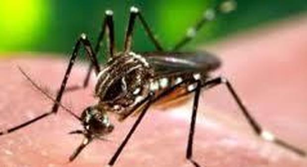 Zika, la zanzara punge i Giochi