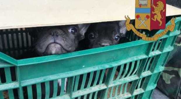 Chiusi in cassette per la frutta: scoperti cinque cuccioli di bulldog francesi in pessime condizioni