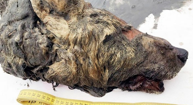 Testa di lupo di 40 mila anni fa scoperta in Siberia, mondo scientifico sbalordito