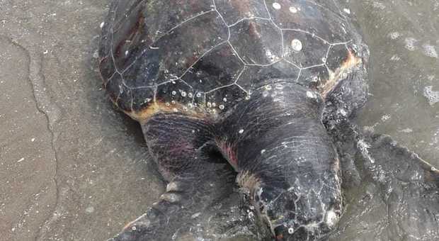 La tartaruga trovata morta sulla spiaggia di Pellestrina