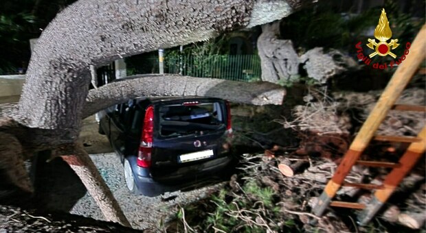 Un grosso albero di pino cade su una Panda, auto distrutta. Nessun ferito