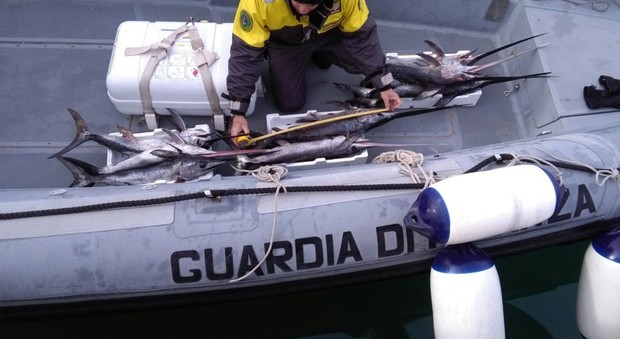 I finanzieri sequestrano novellame di pesce spada nel Golfo di Taranto