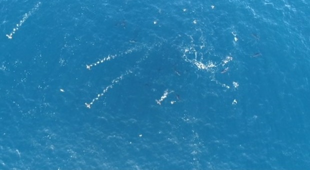 La “guerra” dei tonni nel golfo di Napoli