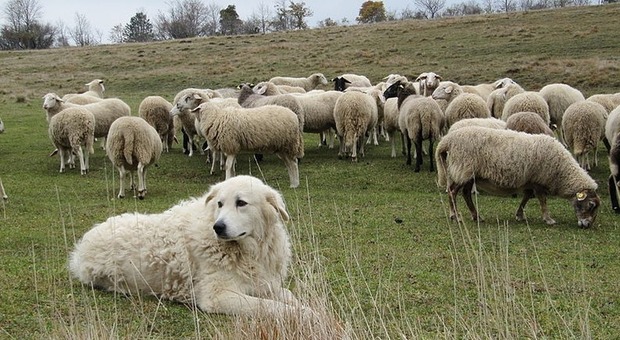 Incedi in Sardegna, due pastori maremmani salvano il gregge dalle fiamme: la storia fa il giro del web
