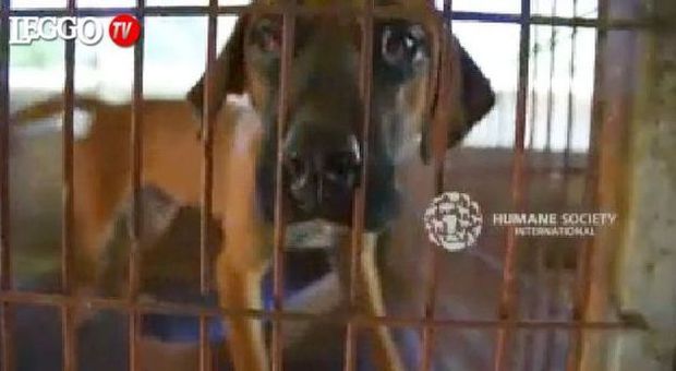 "I cani non saranno mangiati": missione per salvare Fido dalla macellazione