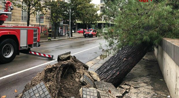 Paura in centro: a causa del maltempo crolla un grosso albero già pericolante